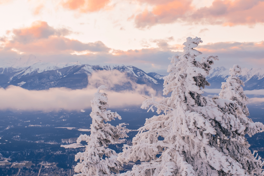 Snowy pine trees