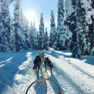 Sled dogs run in Lapland forest