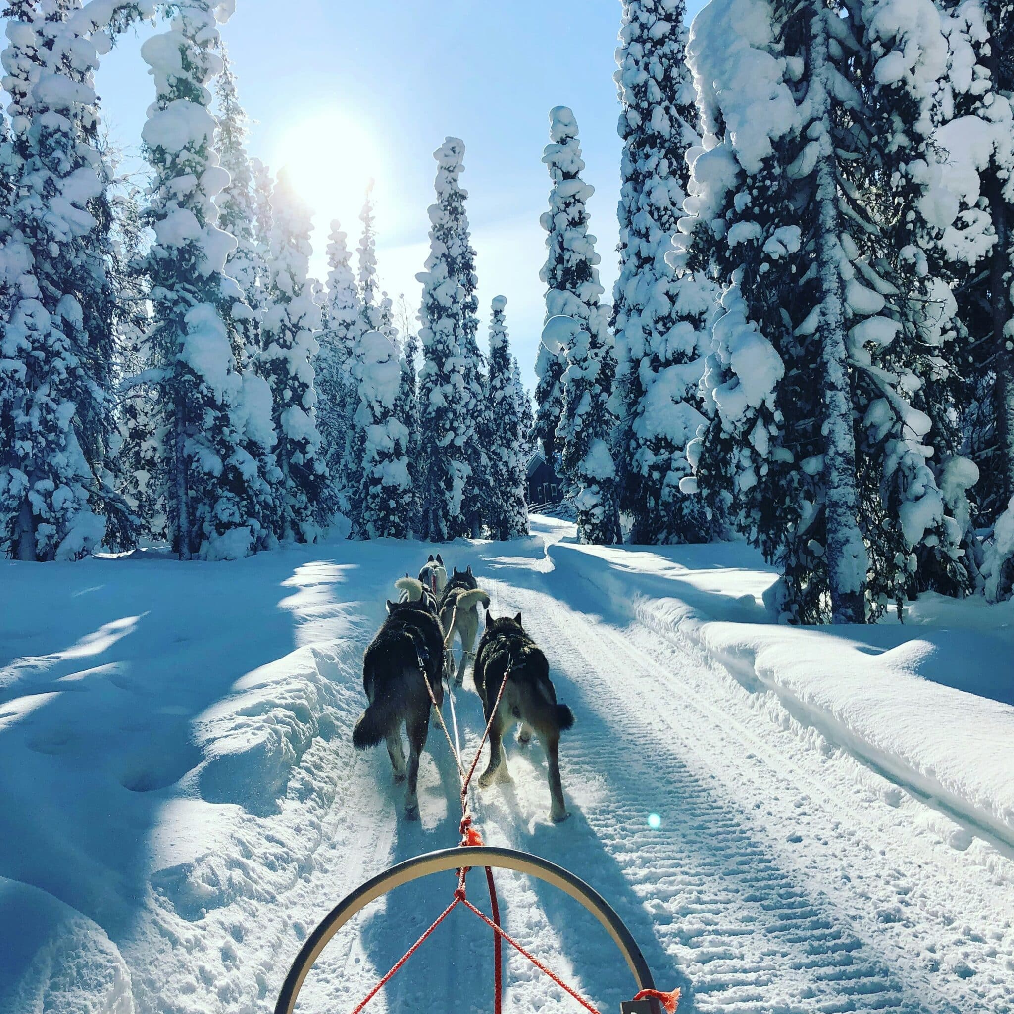 Sled dogs run in Lapland forest